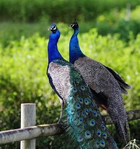 110 best images about beautiful peacocks on pinterest best peacocks peacock bird and green