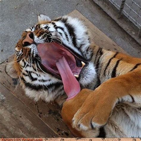 Tiger Cubs So Cute Collage Tigerclan Fan Art 34588627 Fanpop