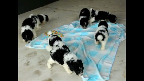 7 Miniature Poodle Puppies For Sale Henry And Lydia Stoltzfus Youtube