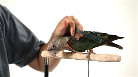 The training to become a traveling cna is very similar to the training required to get a typical cna license. Get Parrot Comfortable with a Harness | Parrot Training ...