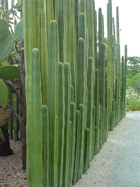 Pachycereus Marginatus Fence Post Cactus Cactus Succulent Live