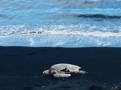 Honu A Hawaiian Green Sea Turtle Rests The Black Sand Beach Punaluu