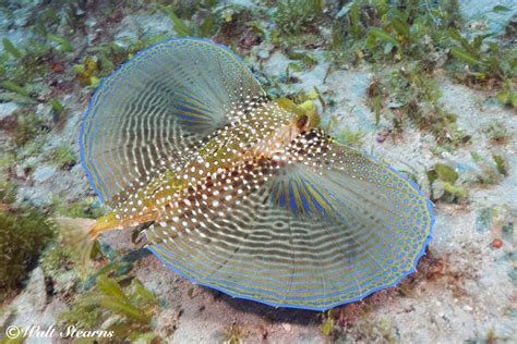 Fish With Wings Caradonna Adventures