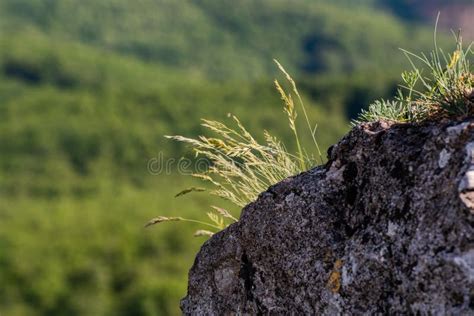 Grass In Rocks Stock Image Image Of Summer Mountain 249546383