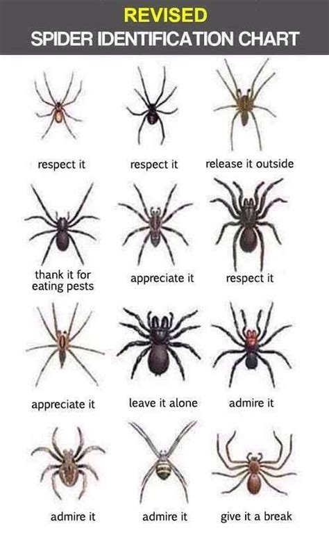 Infallible Id Chart X Post From Rspiderbros Spider Identification
