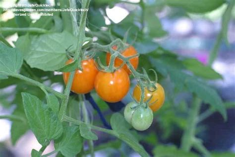 Plantfiles Pictures Tomato Sun Sugar Lycopersicon Lycopersicum By Jefequicktech