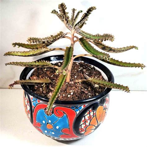 Kalanchoe Houghtonii Growing Mother Of Thousands Plant