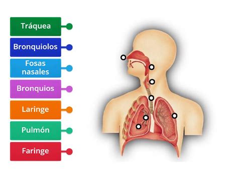 Sistema Respiratorio Diagrama Etiquetado Sexiz Pix