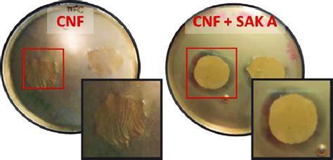 Box 6100, mississippi state, mi 39762, usa. Solid Tryptic Soy Agar (TSA) culture of Listeria innocua ...