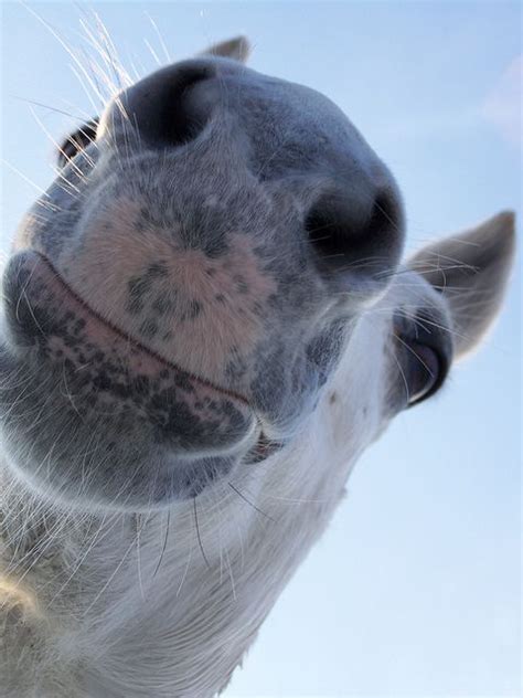 20 Best Nosey Images On Pinterest Animal Noses Animal