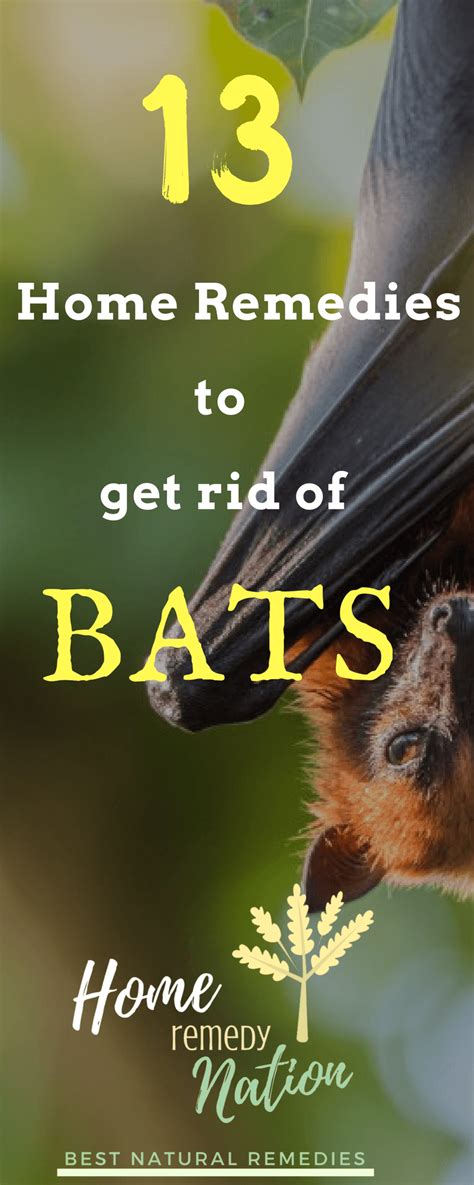Bats play a vital role in the ecosystem as pest controllers and pollinators. 13 Evidence Based Home Remedies To Get Rid Of Bats (With ...