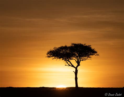 Acacia Sunrise 55737 Acacia Sunrise Captured In The Trans Flickr