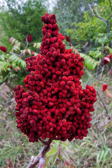 Harvesting your own sumac berries is easy. Smooth Sumac Berries - Stock Image - C006/5140 - Science ...