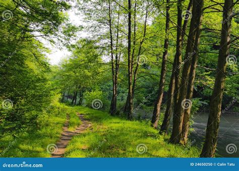 Beautiful Forest Scenery Stock Photo Image 24650250