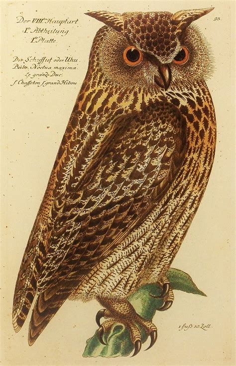 Vintage Owl Illustrations In The Public Domain Free