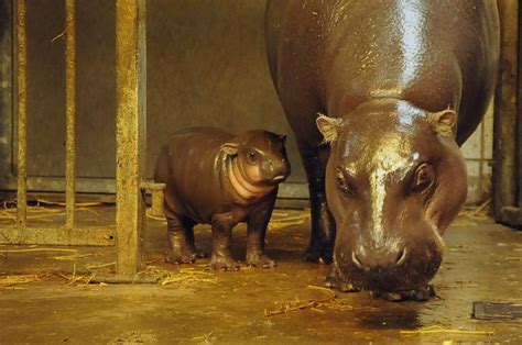 A Pygmy Hippo Calf Makes Waves At Bristol Zoo Gardens Bristol Zoo