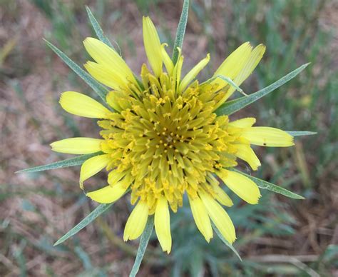 Yellow Salsify Tragopogon Dubius Colorado Wildflower