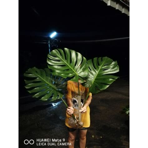 #วิธีดูมอนสเตร่า #(monstera) #มอนไจแอนท์ #(monstera deliciosa) #วิธีดูมอนสเตร่า#philodendron#(monstera) #สวน. ต้นมอนสเตอร่าไจแอนท์ | Shopee Thailand