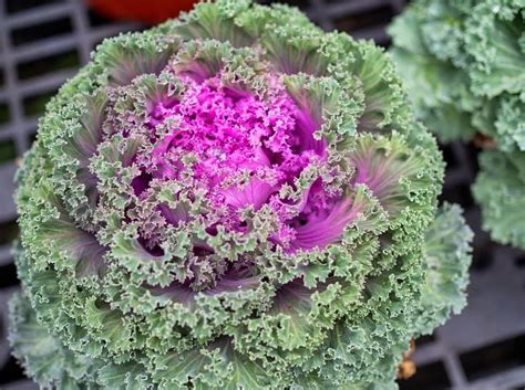 Pink Flowering Kale Seeds Kamome Series 50 Seeds Non Gmo Etsy