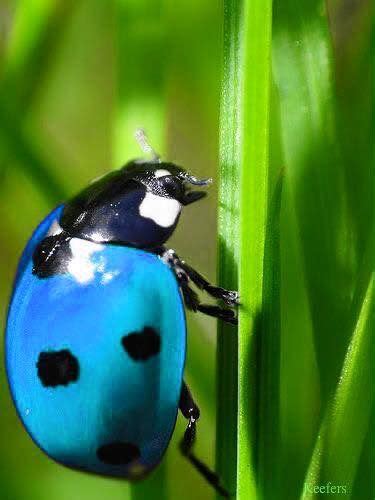 Pin By Grace Renshaw On Cool Looking Insects Animals Ladybug