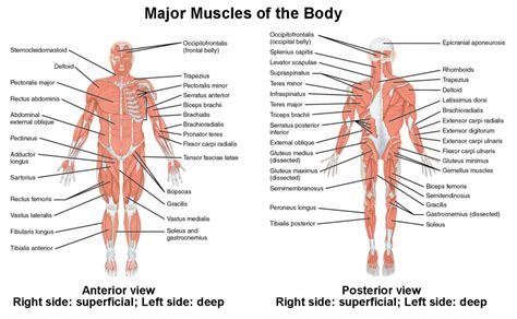 We did not find results for: Naming Skeletal Muscles | Anatomy and Physiology I