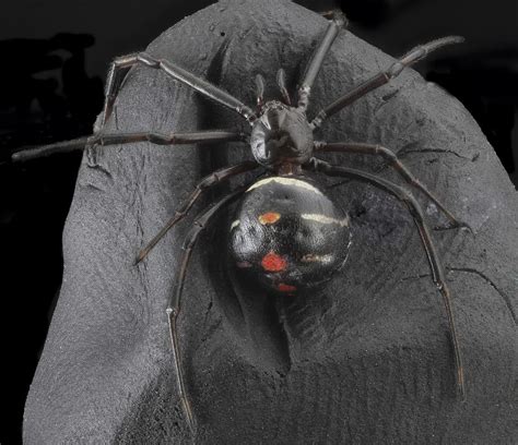 Black widow spiders are the most common species that belong to the latrodectus genus, in the theridiidae family. Deathstalker vs. Black Widow Spider fight comparison, who ...