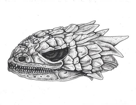 Armadillo Lizard Drawing Bmvsera