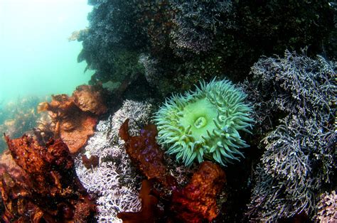 Sea Wonder Giant Green Anemone National Marine Sanctuary Foundation