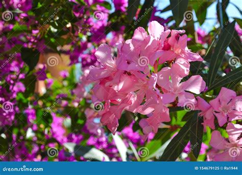 Blooming Pink Oleander Flowers Or Nerium In Garden Selective Focus