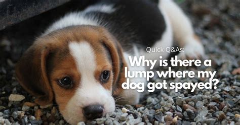 Can Dogs Get Hernias After Being Spayed