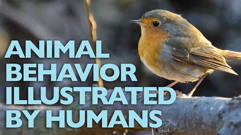 Animal Behavior Illustrated By Humans The European Robin