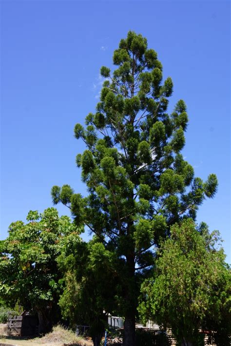 Australian Hoop Pine Araucaria Cunninghamii Poi Australia