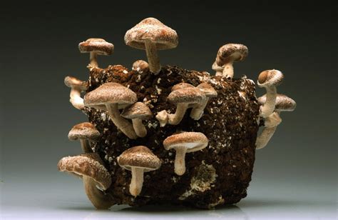 10 Helpful Tips On How To Grow Mushrooms Indoors The