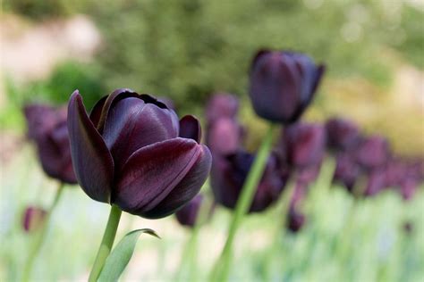 Black Tulip Flowers Kenya Kenya Black Tulip Group Black Tulip