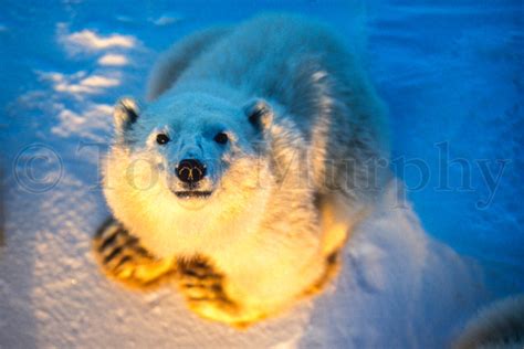 Polar Bear Cub Golden Tom Murphy Photography