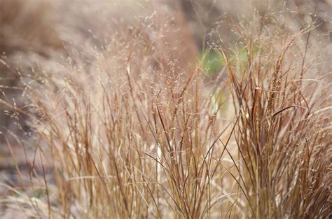 10 Best Ornamental Grasses For Winter Gardens