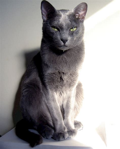 7 Gray Cat Breeds Who Are Happy To Brighten Your Day