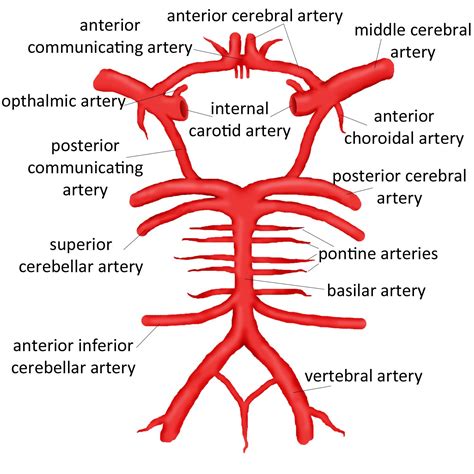 Lista Foto Ramas De La Arteria Cerebral Media El Ltimo