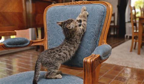 How To Stop Cats From Scratching Furniture Effective Steps
