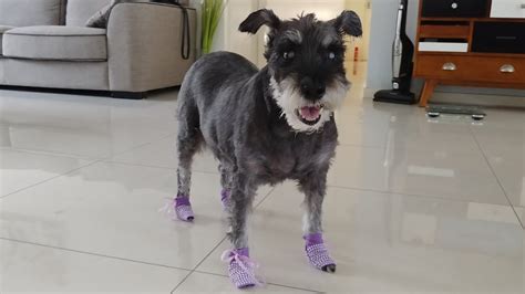 Quick Craft Non Slip Dog Socks From Human Socks Youtube