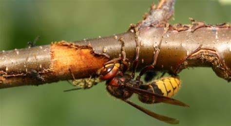 De hoornaar wordt namelijk gezien als de grootste sociale wespensoort die in. De hoornaar is de mooiste wesp van ons land - Rivierengebied