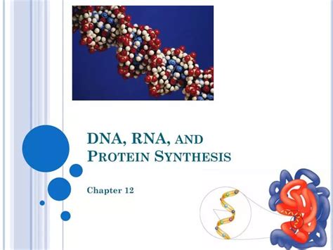 Ppt Dna Rna And Protein Synthesis Powerpoint Presentation Free