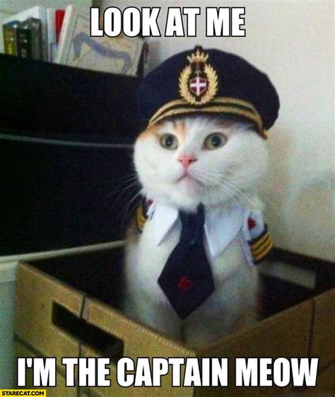Everyone Loves Lol Cats Right Look At Me Im The Captain Now