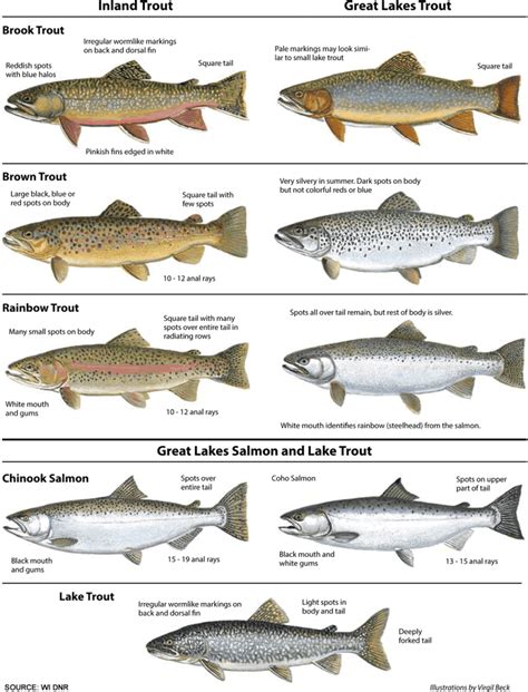 Different Types Of Trout Species The Complete Guide