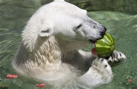 Female Polar Bear Killed By Male Bear At Detroit Zoo Mia Express