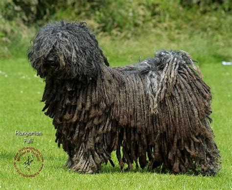See more ideas about puli, hungarian puli, puli dog. Mousematuk/Dogs/Hungarian Puli/Hungarian Puli 9R070D-111