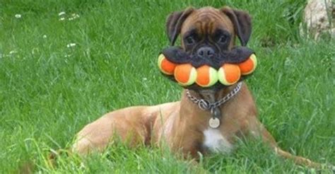 Check spelling or type a new query. Try Not To Laugh Challenge - Funny Dogs Compilation [MUST ...