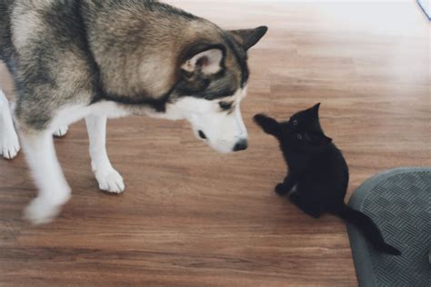 Do Huskies Get Along With Cats Tips And Everything You Need To Know