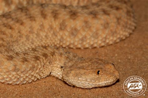 Saharan Sand Viper African Snakebite Institute