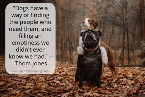25 Senior Dog Quotes That Will Make Your Heart Melt Caring For A